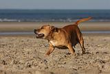 STAFFIE 240